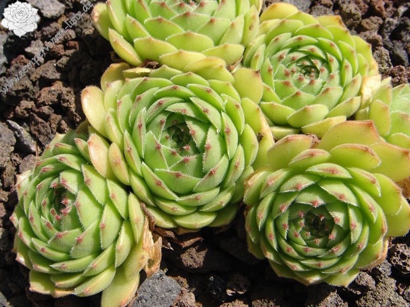 sp. from Nemrut Dagh