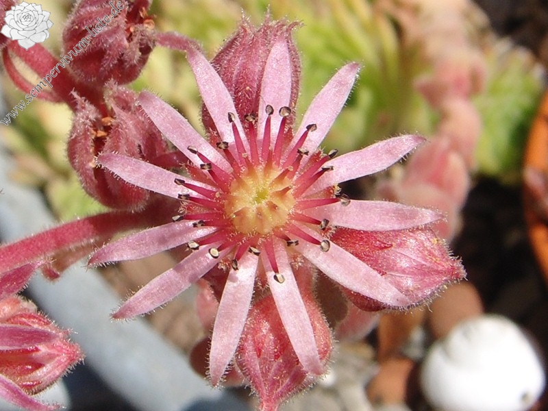marmoreum (stoloniferum)