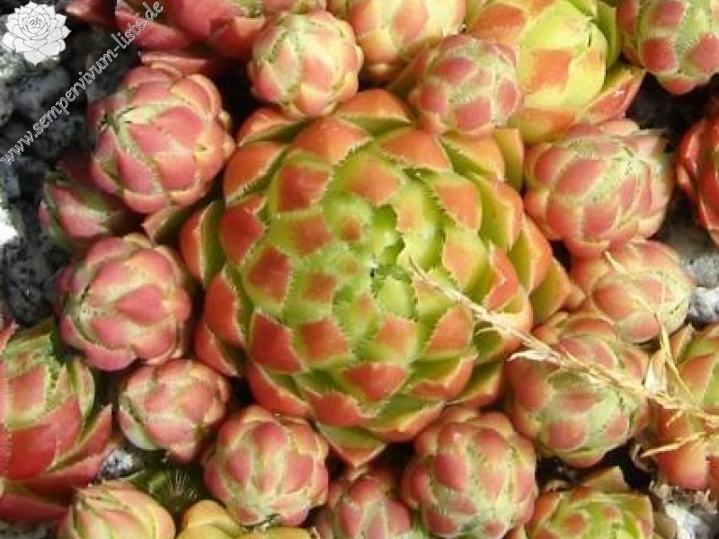 globiferum ssp. hirtum from Falere