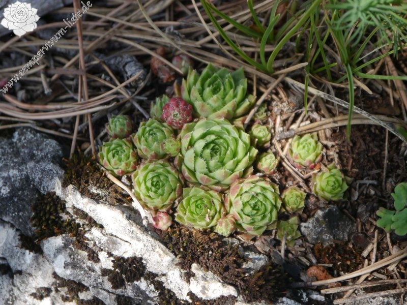 globiferum ssp. hirtum from Fischauer Berge