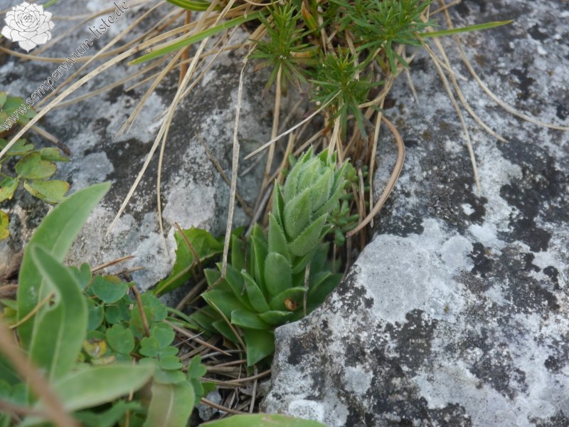 globiferum ssp. hirtum from Fischauer Berge