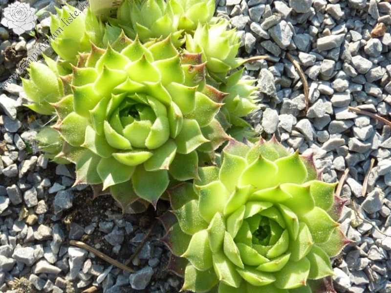 calcareum from Céüse 1