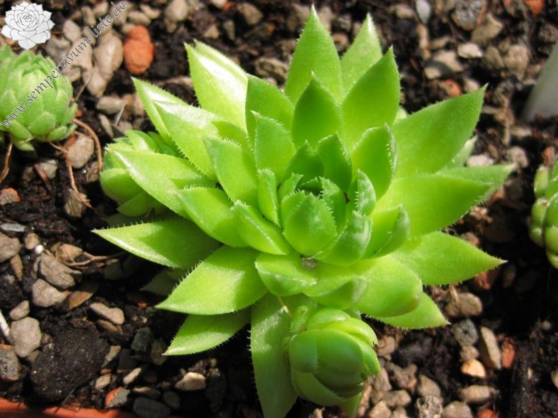 globiferum ssp. hirtum from Alpen