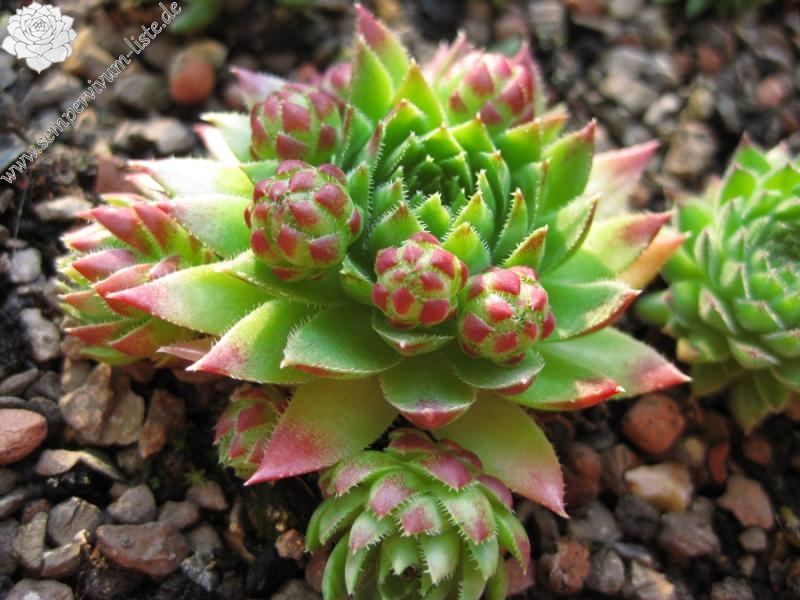 globiferum ssp. hirtum from Alpen