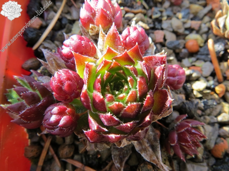 globiferum ssp. hirtum from Alpen