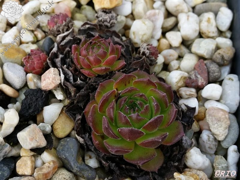 sp. from Ovit Dağı Geçidi