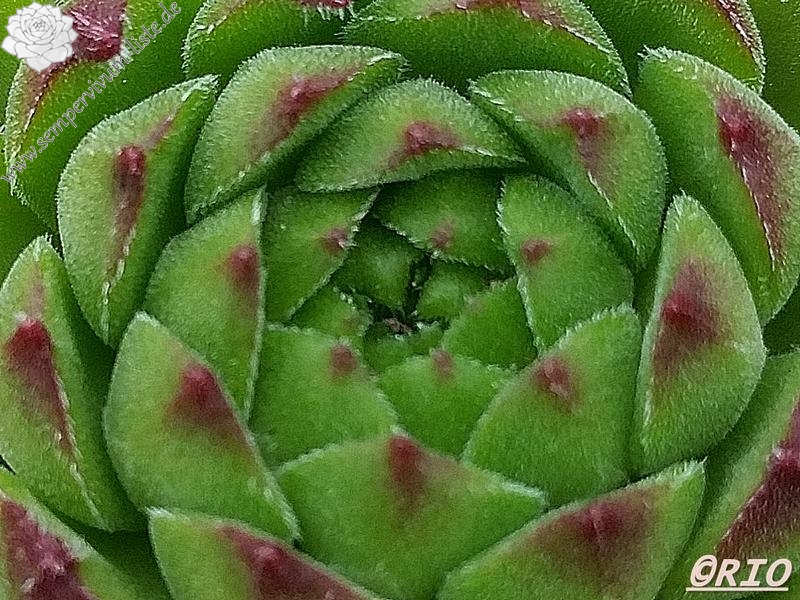 sp. from Ovit Dağı Geçidi