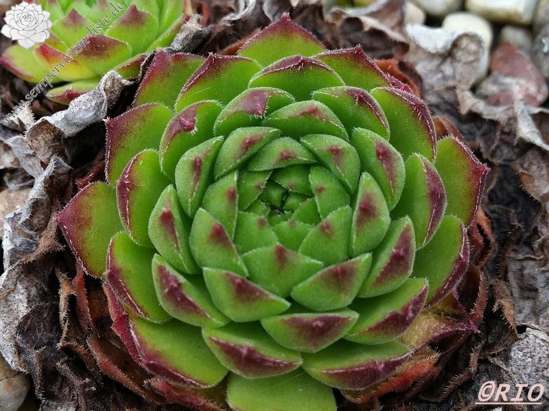 sp. from Ovit Dağı Geçidi