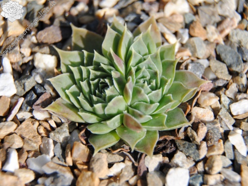heuffelii from Korab