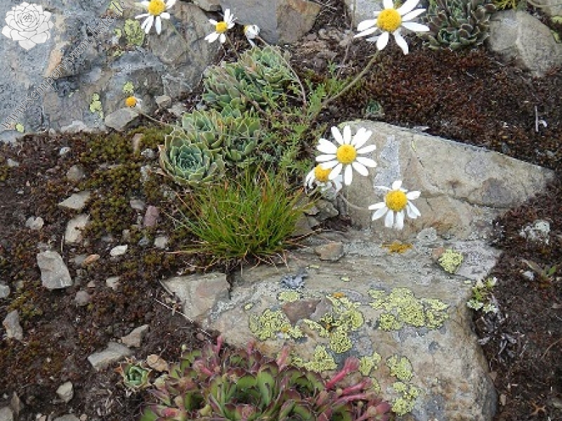 marmoreum from Baba, Gipfel und S. heuffelii