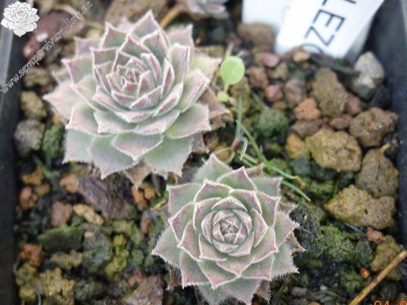 Korspelse Gallezou