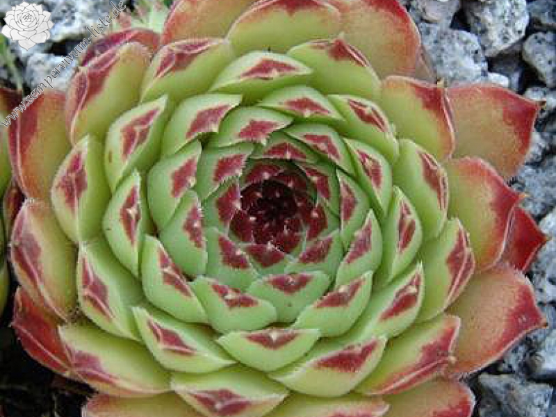 calcareum from Col de la St. Michel (Typ B)