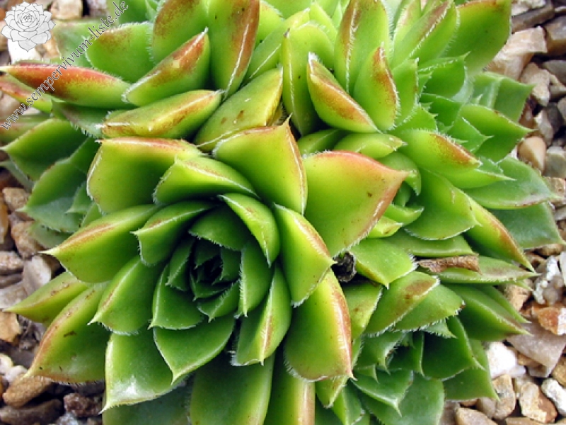 heuffelii from Pelister