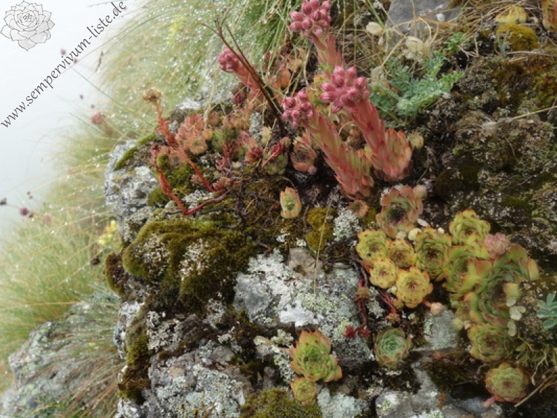 marmoreum cf. ssp. reginae-amaliae from Pliješ Mt.