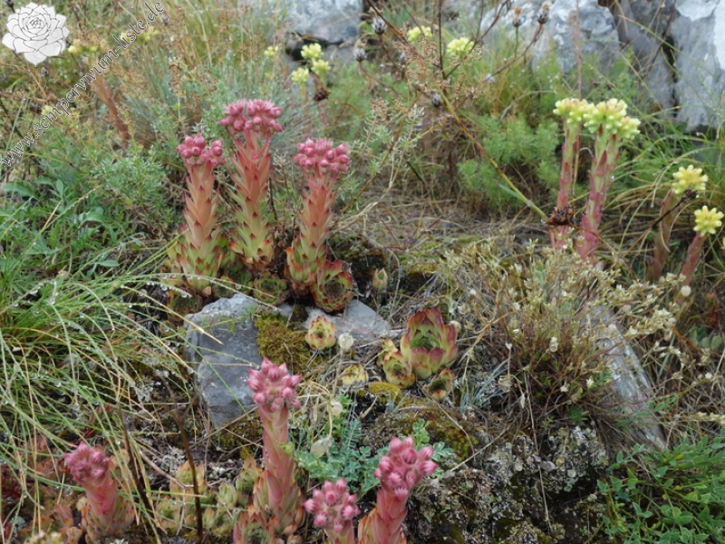 marmoreum cf. ssp. reginae-amaliae from Pliješ Mt.