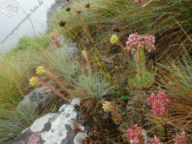 marmoreum cf. ssp. reginae-amaliae from Pliješ Mt.