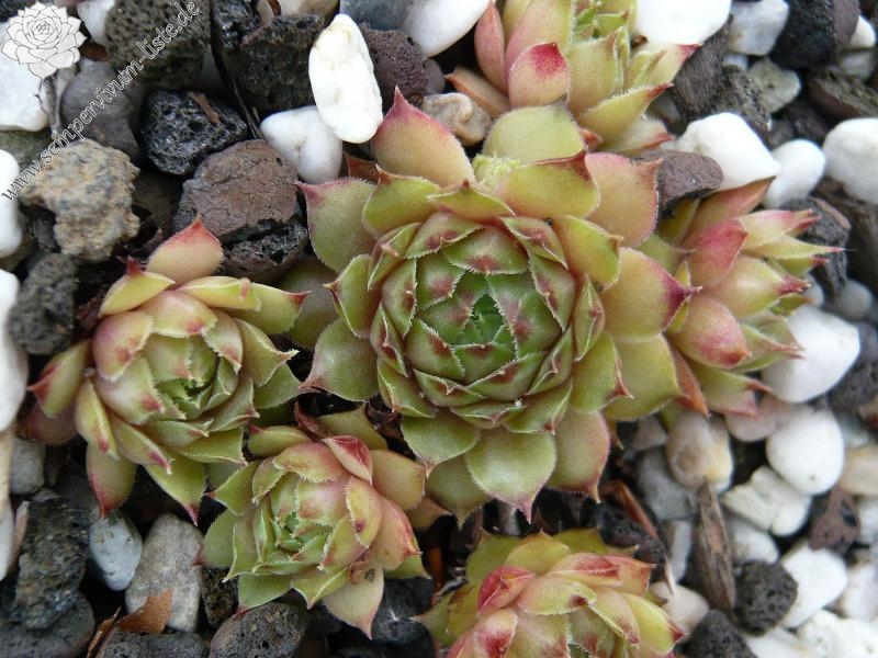 fauconnetii (villosum)