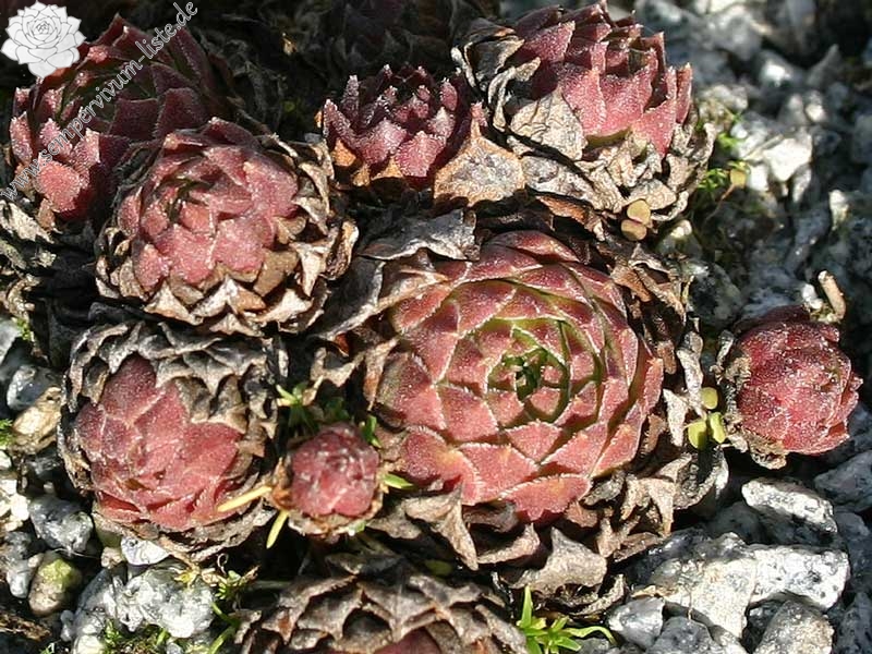 cantabricum ssp. guadarramense (gredosense) from Portilla del Rey
