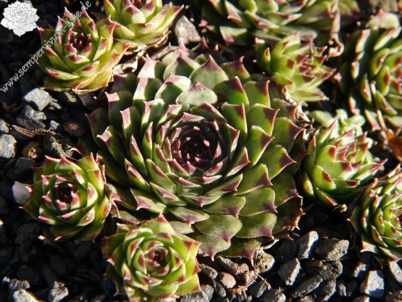 calcareum from Col de Bleine 4