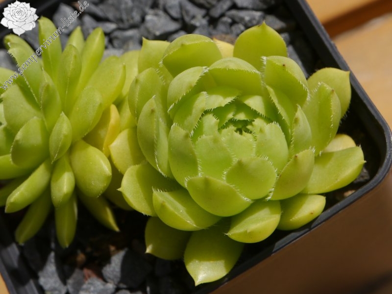 glabrifolium cf. from Mt. Aragac (Typ PH8008)