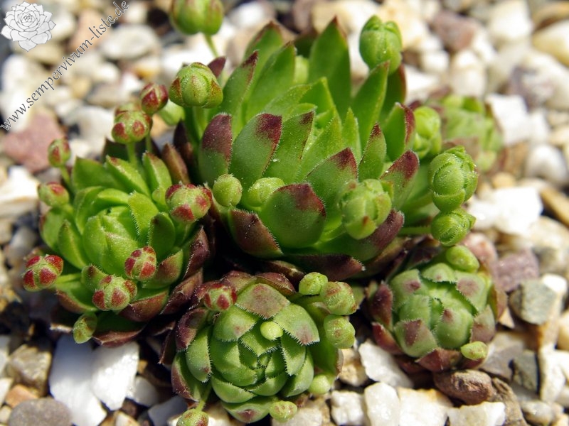 globiferum ssp. hirtum from Nitra