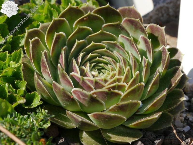 heuffelii from Olymp