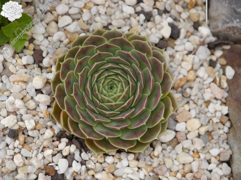 heuffelii from Olymp