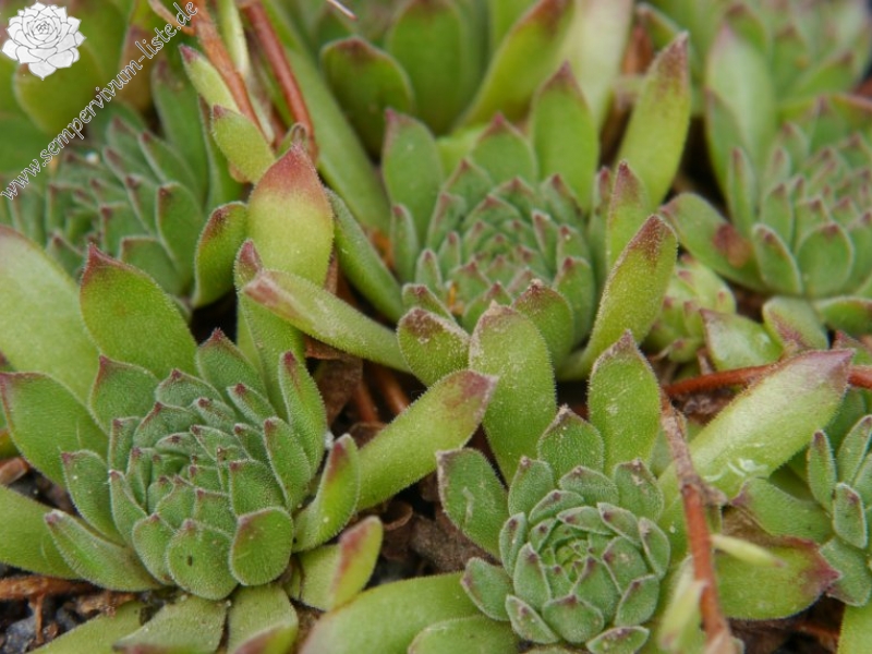 kiusianum