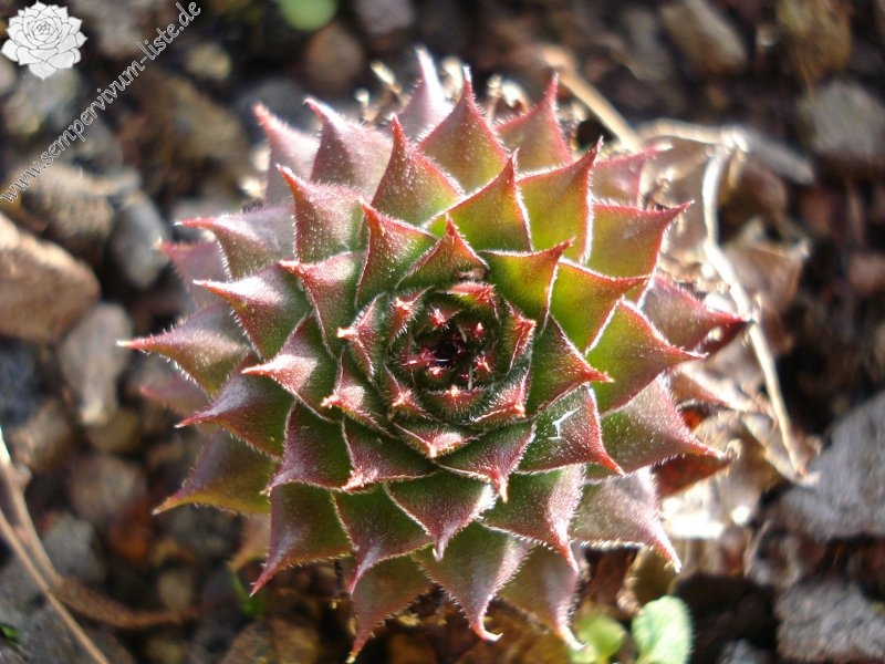 kosaninii from Koprivnik