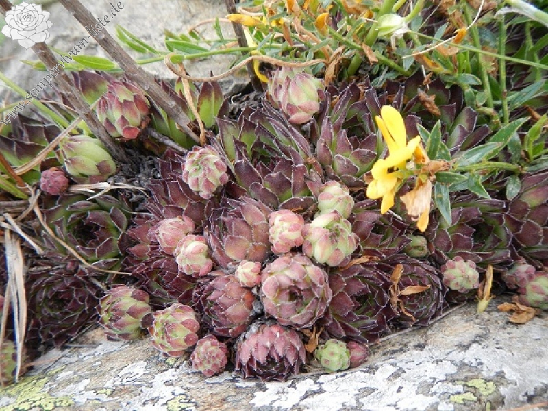 marmoreum from Baba, Gipfel
