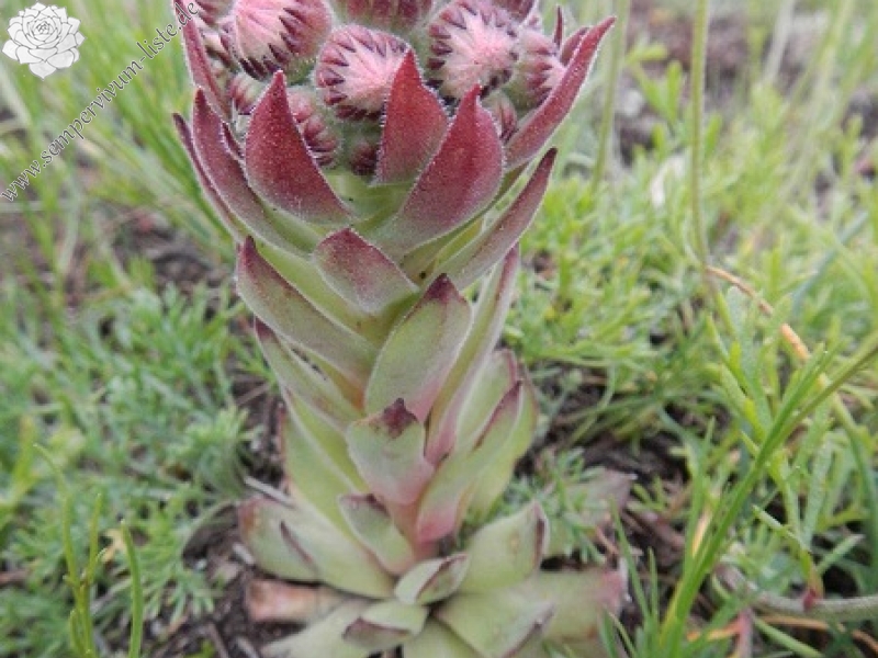 marmoreum from Baba, Gipfel