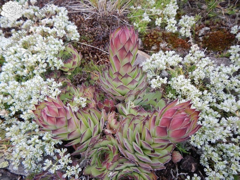 marmoreum from Baba, Gipfel