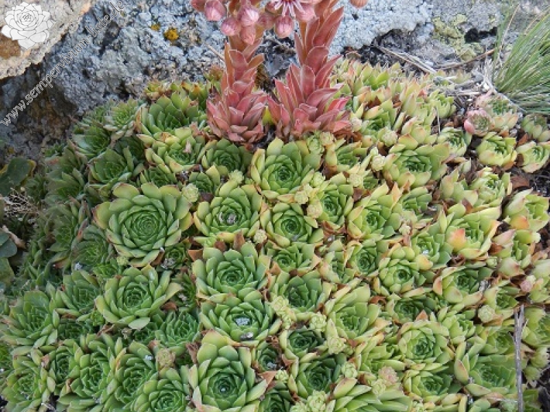 marmoreum from Kirklareli