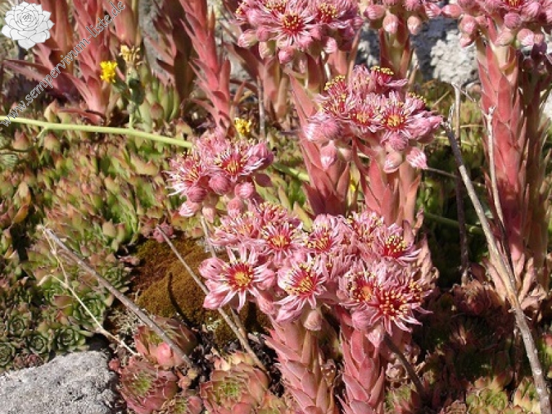 marmoreum from Kirklareli