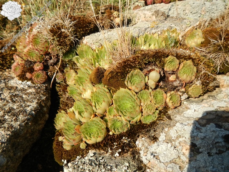 marmoreum from Kirklareli