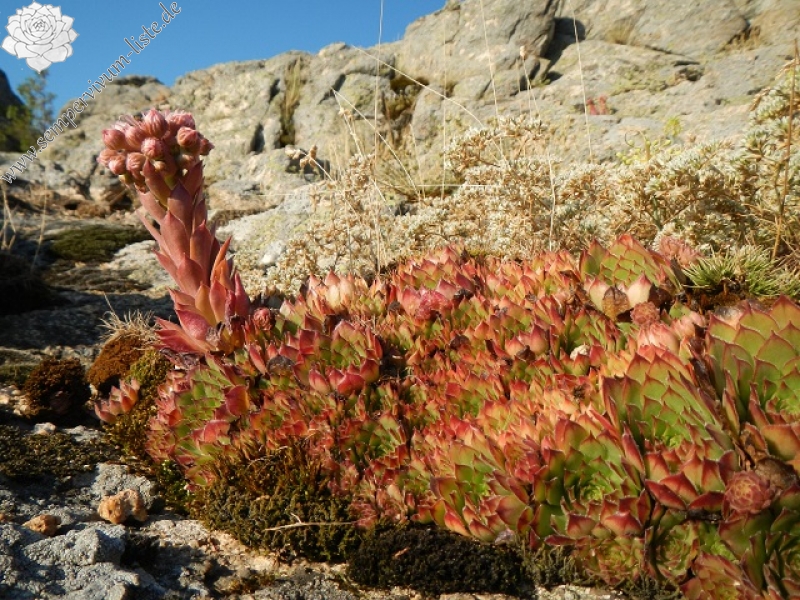 marmoreum from Kirklareli