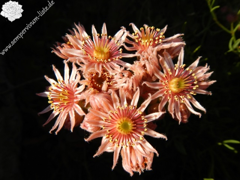 marmoreum from Kirklareli