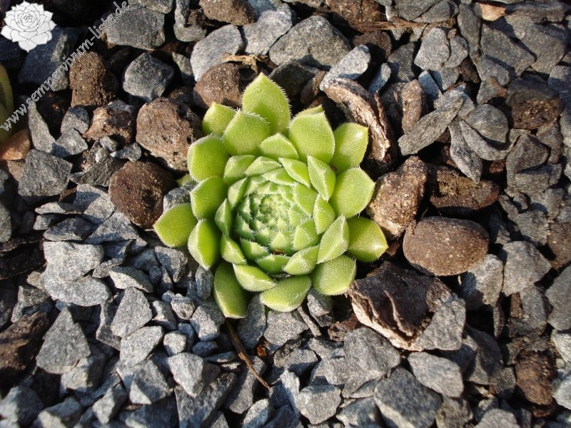 pumilum from Kasbek