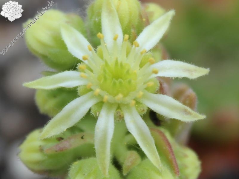 feigeanum from road Zeytinlik to Artvin