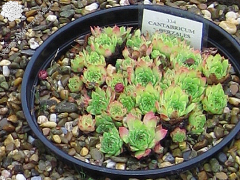 cantabricum ssp. urbionense from Berezales