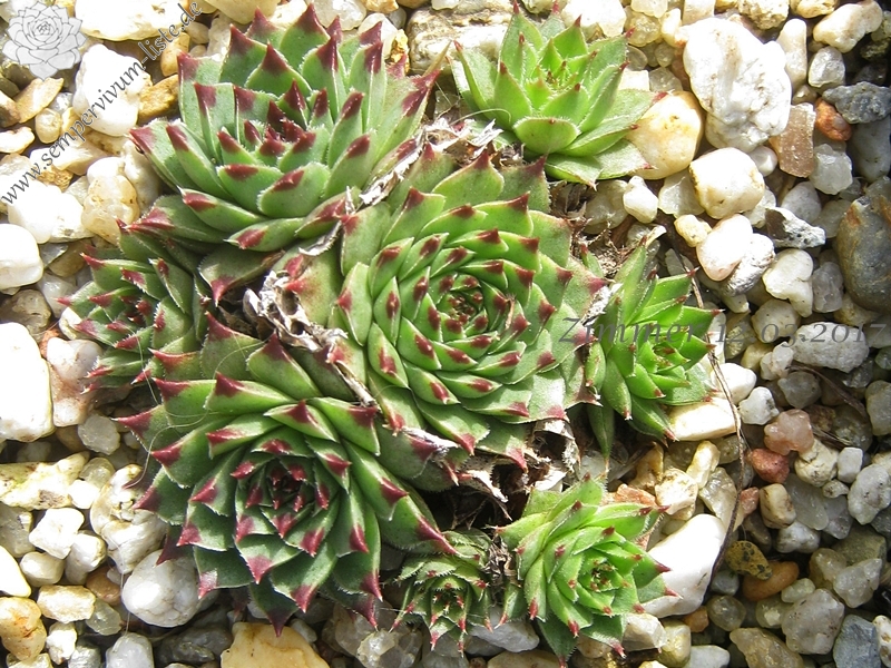 calcareum from Col Bayard, 1430m 3