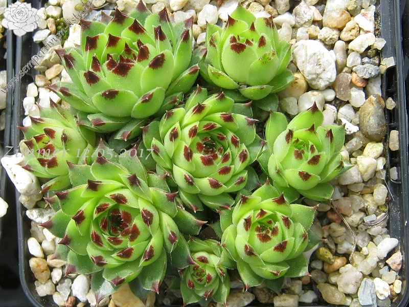 calcareum from Col Bayard, 1430m 1