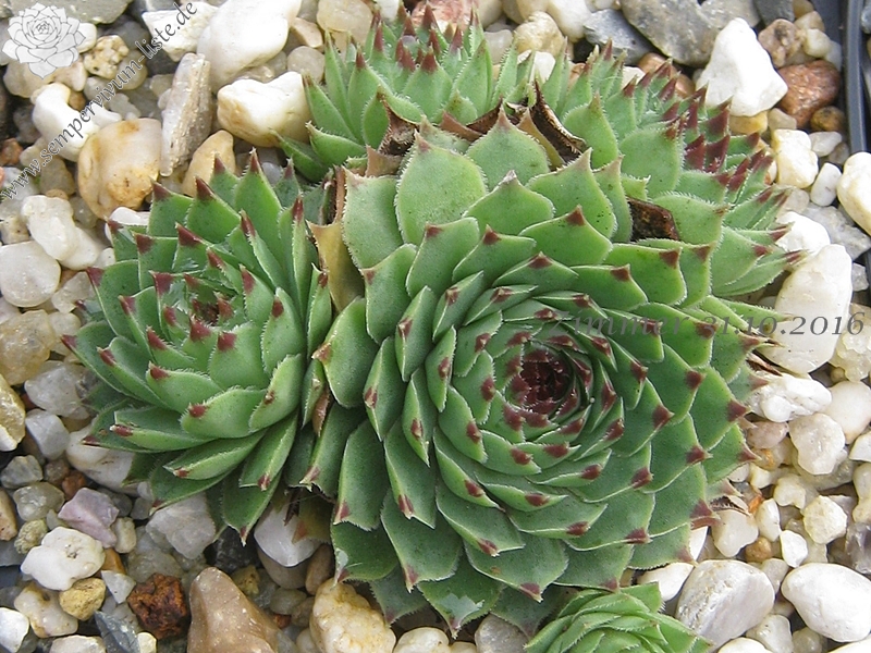 calcareum from Col Bayard, 1650m 2