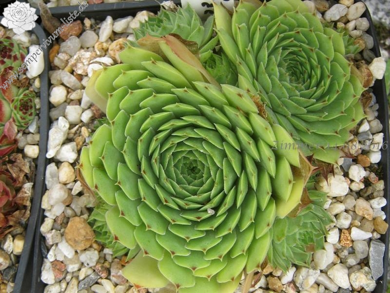 calcareum from Col de Gleize (Typ 2 Sammlung Haberer)