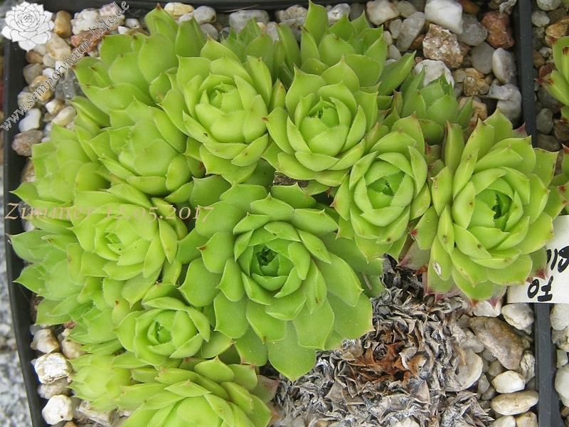 calcareum from Col de Gleize (Typ 2 Sammlung Haberer)