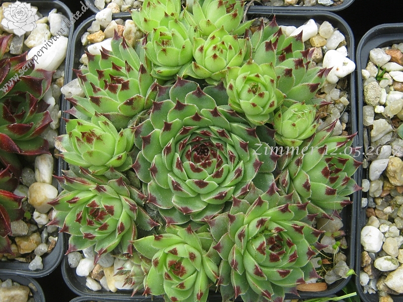 calcareum from Gorges sup. du Cians