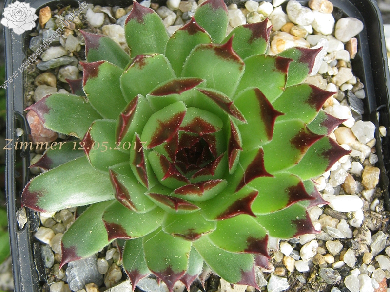 calcareum from Grasse