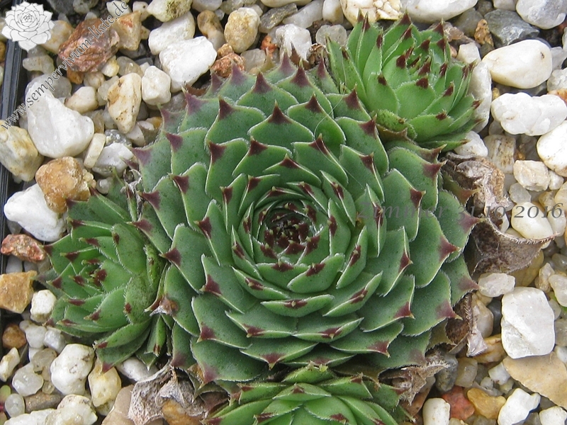 calcareum from Mont Ventoux, 880m