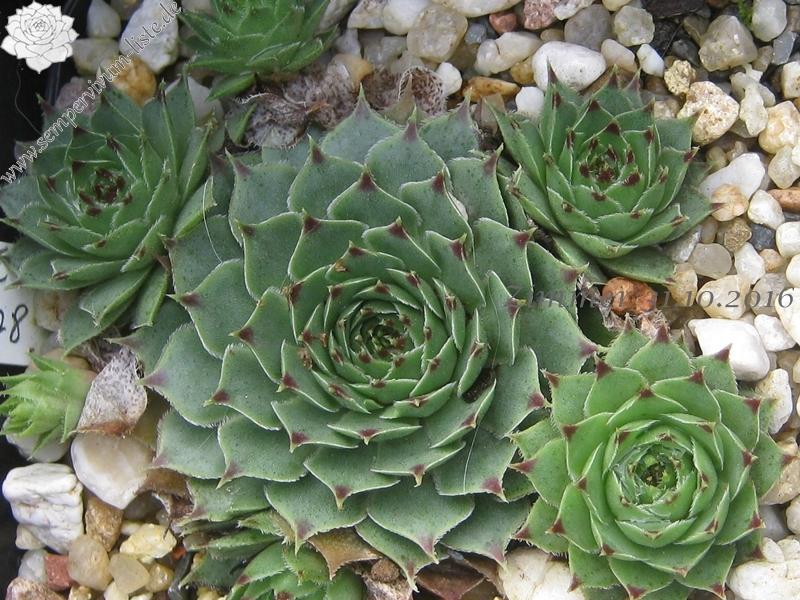 calcareum from Mont Ventoux, 880m