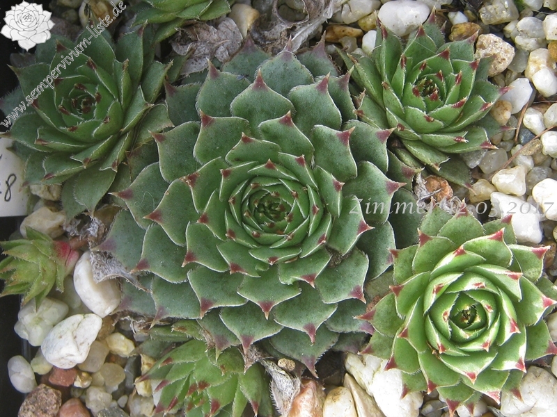 calcareum from Mont Ventoux, 880m
